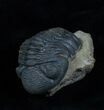 Very Bumpy & Detailed Phacops Trilobite #3907-2